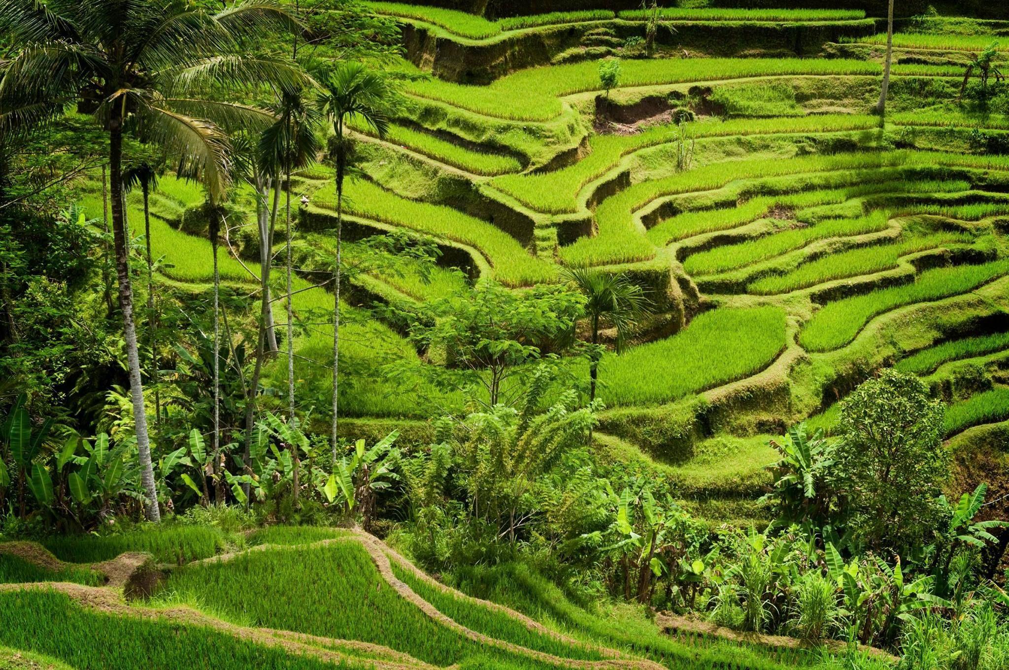 Tegalalang Terraces: Bali's Emerald Stairway to Serenity